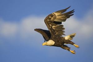 Fine art photographic printing. Eagle in flight