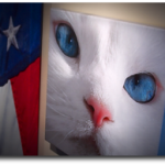 Canvas print of blue eyes of a white cat