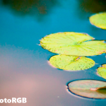 The subtleties in the lilly pad are nearly lost. A visible increase in color noise is also present in the water.